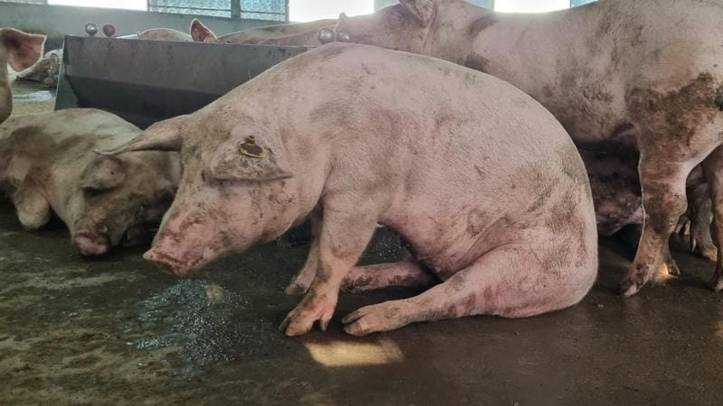 Triệu chứng lợn tai xanh giúp chẩn đoán và điều trị sớm bệnh