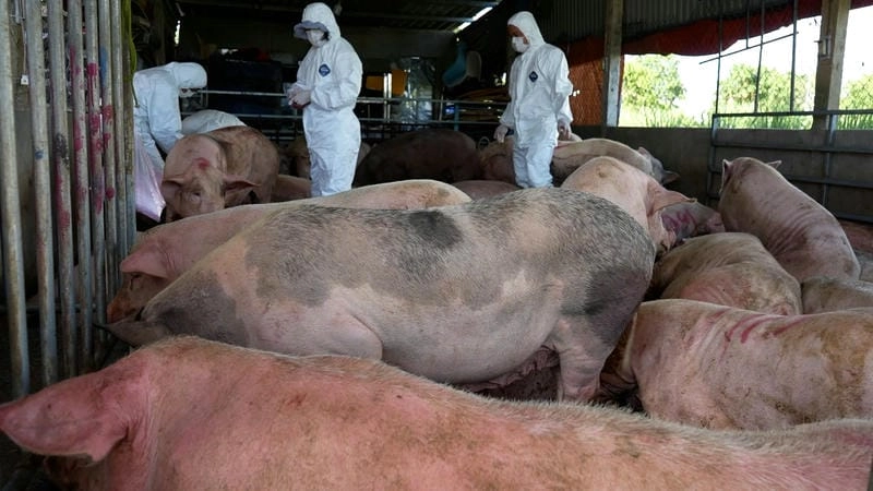 Phòng bệnh tai xanh ở lợn cần tiêm phòng và vệ sinh chuồng trại