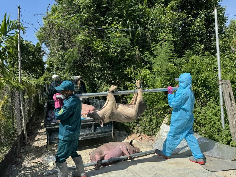 Hiện tượng lợn bị bệnh tai xanh khiến nhiều hộ lo lắng