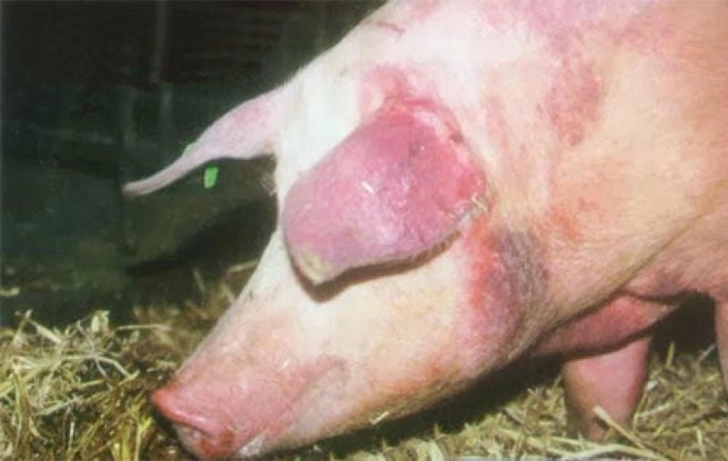 Tai xanh ở lợn xuất hiện nhiều tại các trại chăn nuôi
