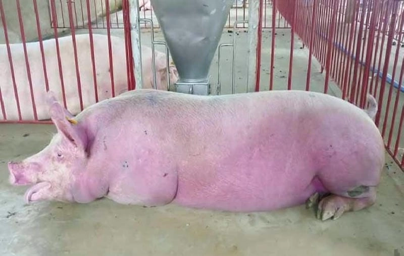 Ảnh bệnh tai xanh ở lợn cho thấy dấu hiệu nhận biết dễ thấy
