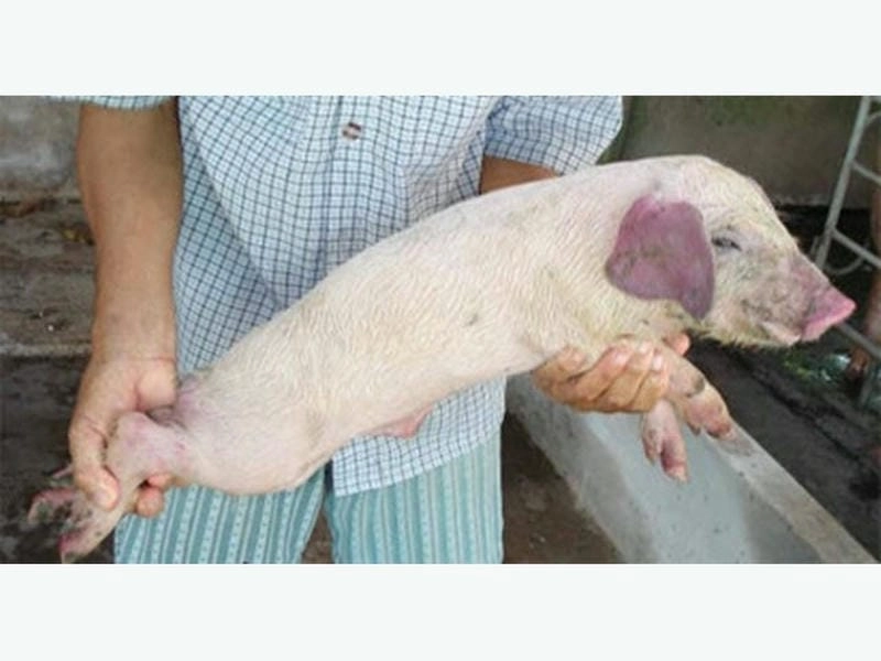 Hình ảnh bị bệnh tai xanh ở lợn thường gặp trong mùa dịch