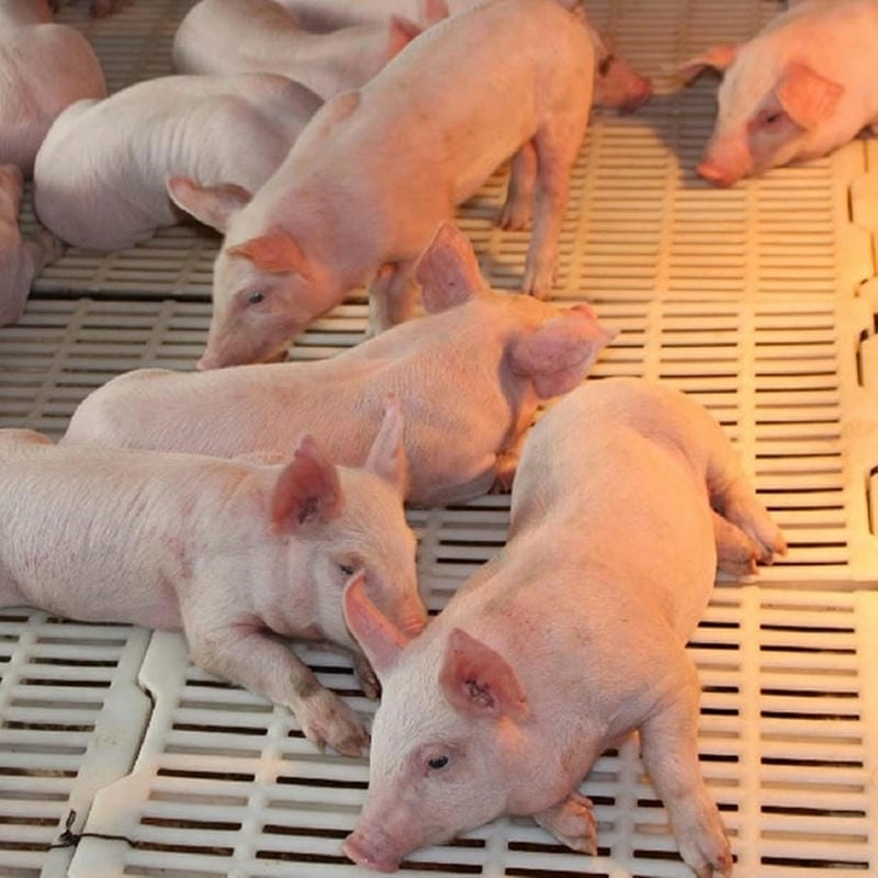 Ảnh lợn bị tai xanh phản ánh tình trạng bệnh ở nhiều địa phương