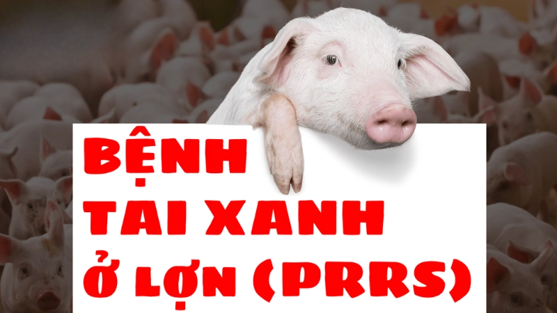 Hình ảnh bệnh tai xanh ở lợn là như thế nào