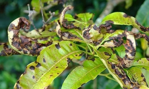 Xem rõ hình ảnh nấm bệnh thán thư trên lá để trị