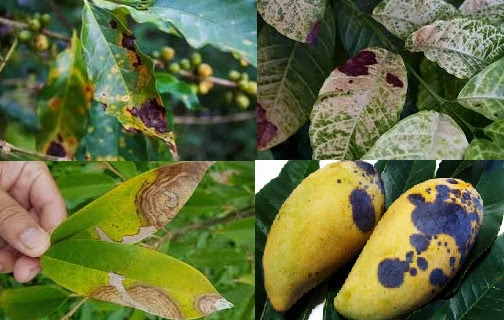 Hướng dẫn chi tiết cách trị bệnh thán thư hiệu quả