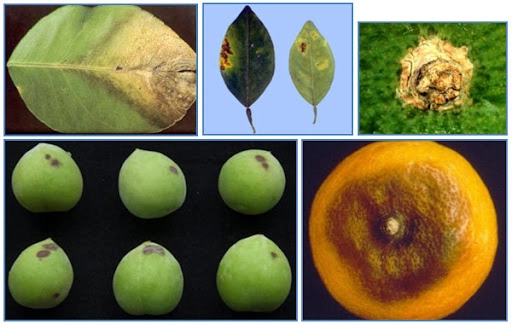 Điều trị kịp thời hoa hồng bị thán thư để hoa nở đẹp