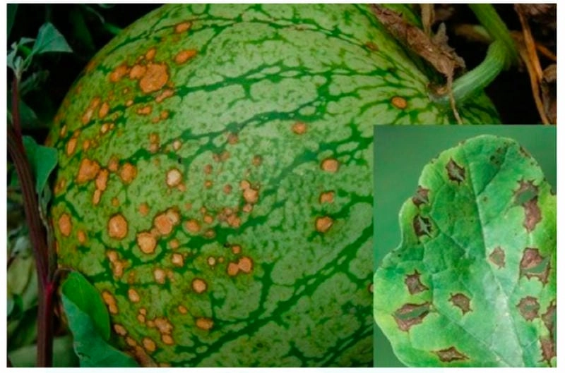 Cập nhật hình ảnh cây bị bệnh thán thư rõ từng chi tiết