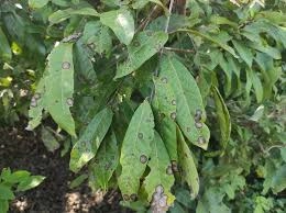 Giải thích nguyên nhân lá bị bệnh thán thư rõ ràng