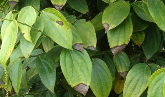 Giải thích nguyên nhân lá bị bệnh thán thư rõ ràng