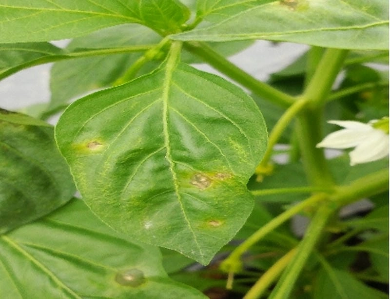 Mẹo xử lý mai vàng bị bệnh thán thư trong mùa mưa