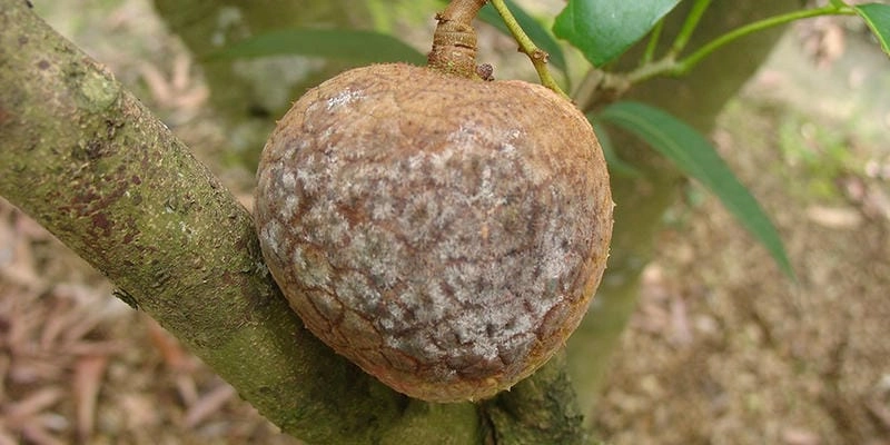 Hiểu rõ nguyên nhân gây bệnh thán thư để phòng tránh