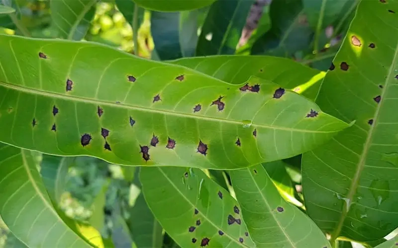 Phát hiện kịp thời bệnh thán thư trên lá cây ăn quả