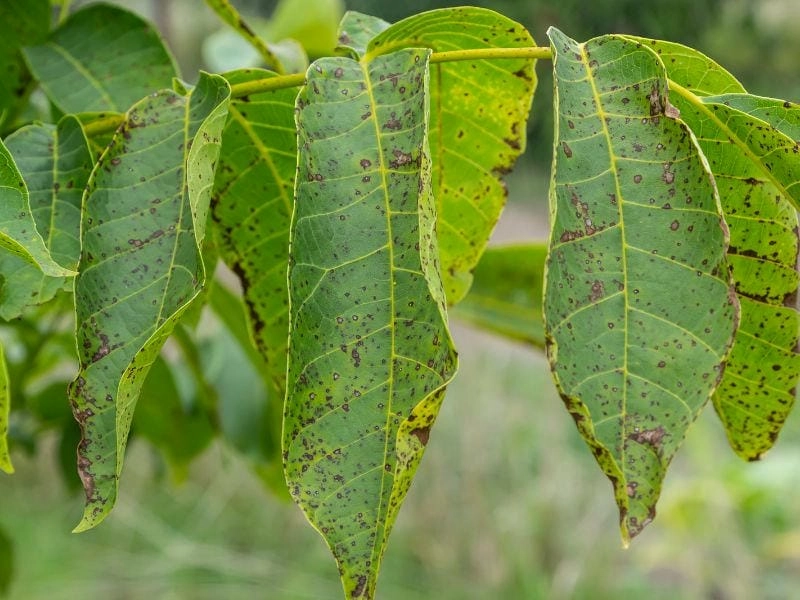Dấu hiệu nhận biết sớm bệnh thán thư trên cây