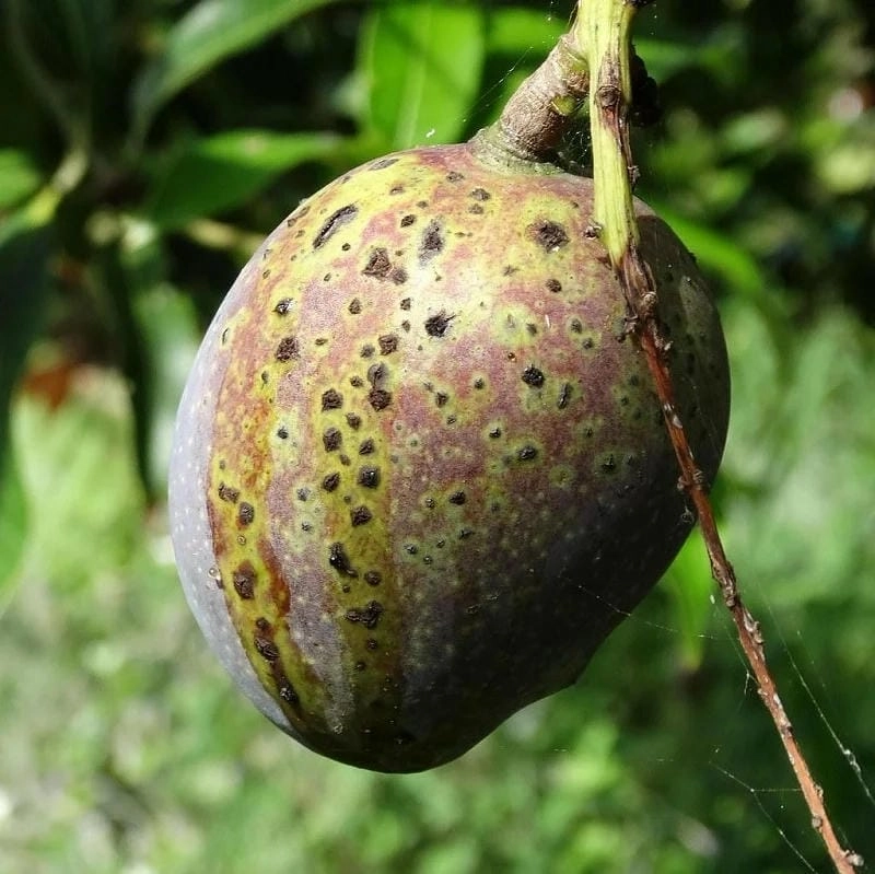 Quan sát tình trạng cây bị thán thư mất sức sống