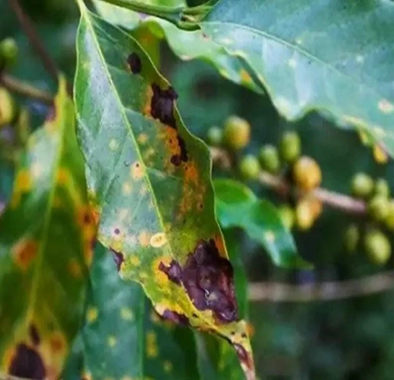 Cách điều trị khi thấy cây bị bệnh thán thư nặng