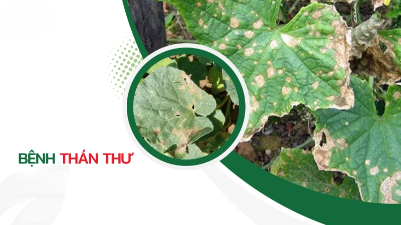 Hình ảnh bệnh thán thư là như thế nào