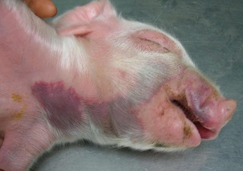 Xem thực tế tổn thương qua ảnh bệnh tụ huyết trùng ở lợn rõ nét