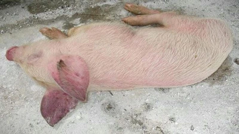 Hình mô tả chi tiết nhất về ảnh bệnh tụ huyết trùng nguy hiểm