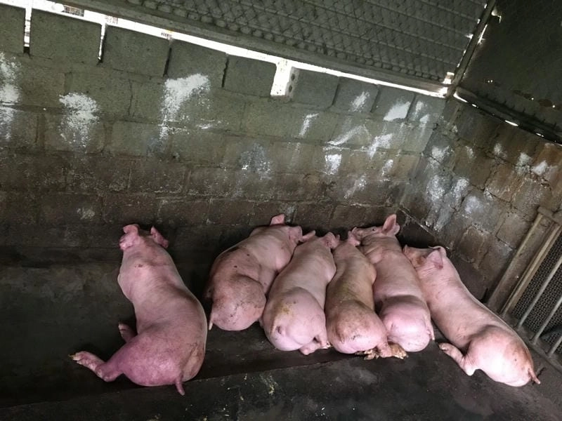 Tư liệu chuẩn xác cho chẩn đoán ảnh lợn bị tụ huyết trùng sớm