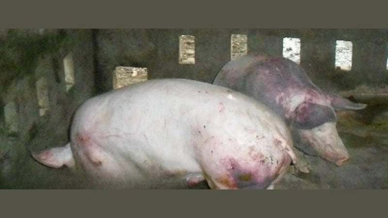 Hình minh họa cụ thể về hình ảnh tụ huyết trùng ở lợn chân thực