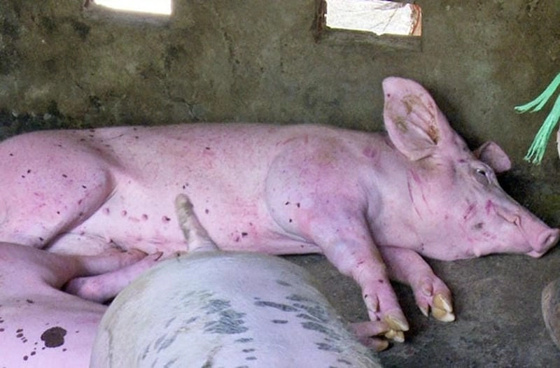 Quan sát dấu hiệu bệnh từ hình ánh lợn bị tụ huyết trùng chi tiết
