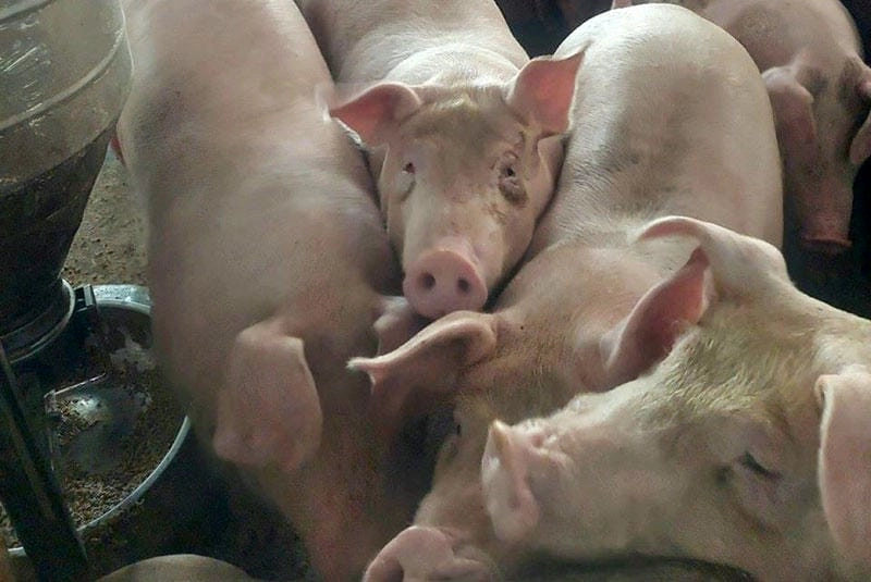 Cung cấp tư liệu thực tế hình ảnh heo bị tụ huyết trùng trực quan