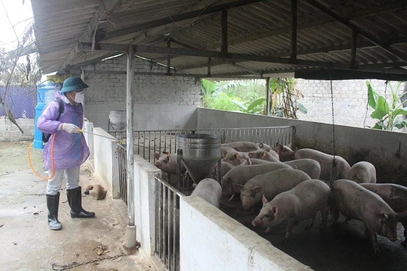 Quan sát rõ mô tả về bệnh tích tụ huyết trùng lợn cụ thể