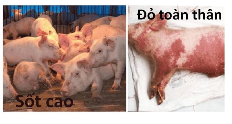 Phát hiện bệnh qua dấu hiệu bệnh tụ huyết trùng heo nhanh