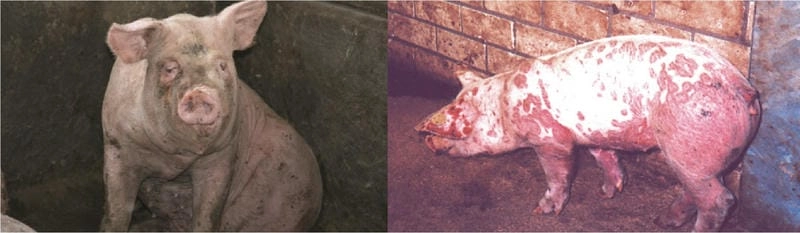 Cách nhận diện sớm bệnh bệnh tụ huyết trùng lợn trong trại