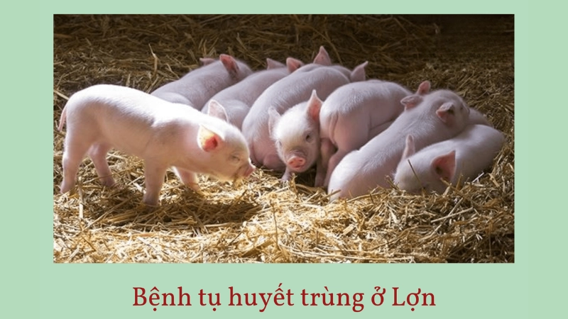 Bệnh tụ huyết trùng ở lợn là như thế nào 