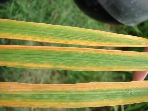 Quan sát thực tế qua hình ảnh cây lúa vàng lá chuẩn nông nghiệp