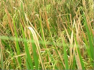 Mô tả rõ triệu chứng bệnh vàng lá lúa giúp bà con dễ nhận biết