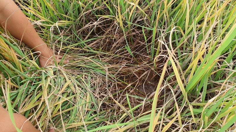 Xem ngay ảnh bệnh vàng lá lúa để nhận biết dấu hiệu sớm