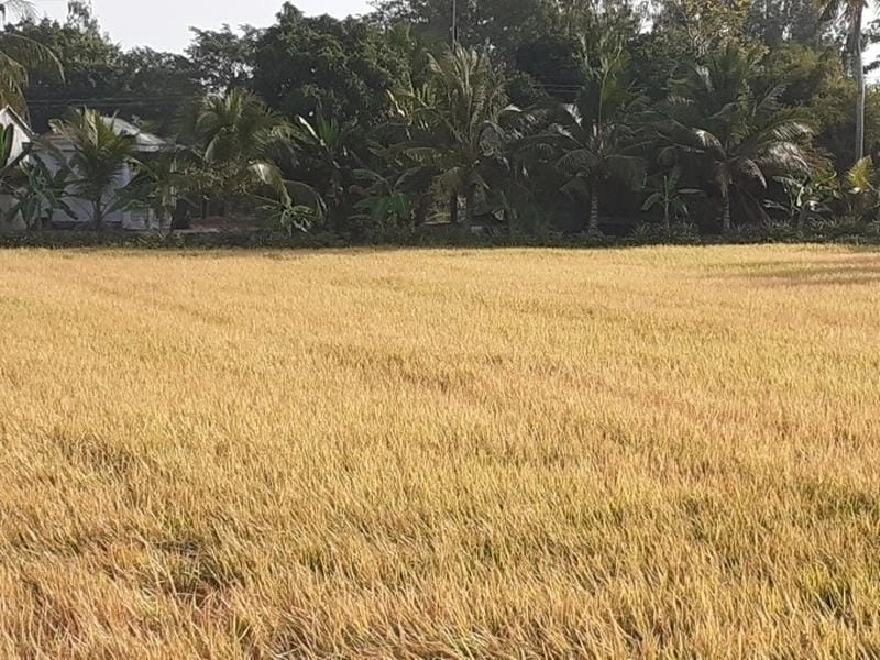 Chia sẻ hình ảnh bị bệnh vàng lá lúa giúp bà con phòng tránh