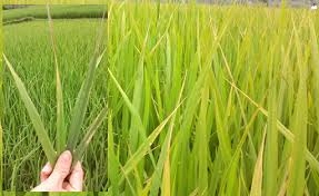 Nguyên nhân phổ biến vàng lá lúa do thiếu dinh dưỡng dễ phòng tránh