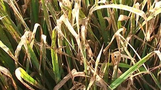 Theo dõi dấu hiệu vàng lá chín sớm lúa để xử lý kịp thời