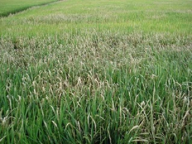 Tổng hợp nguyên nhân lúa bị vàng lá thường gặp trên thực tế