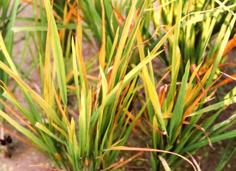 Khám phá hình ảnh bệnh vàng lá lúa rõ nét dễ nhận biết