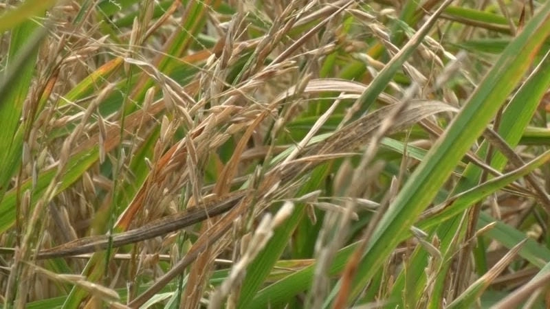 Phân biệt dễ dàng với hình ảnh lá lúa bị vàng chi tiết rõ ràng