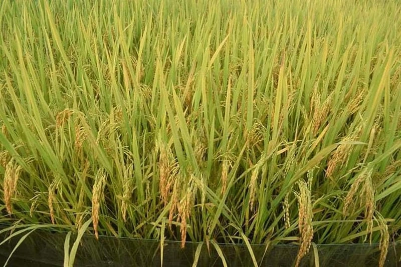 Hiểu rõ tác nhân gây bệnh lúa bị vàng lá để xử lý kịp thời