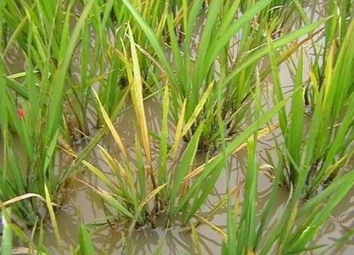 Phát hiện nguyên nhân bệnh vàng lụi lúa qua hình ảnh thực tế