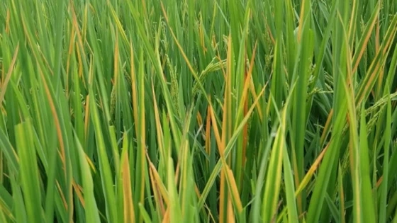 Hình ảnh minh họa về bệnh vàng lá hại lúa giúp dễ phòng trị