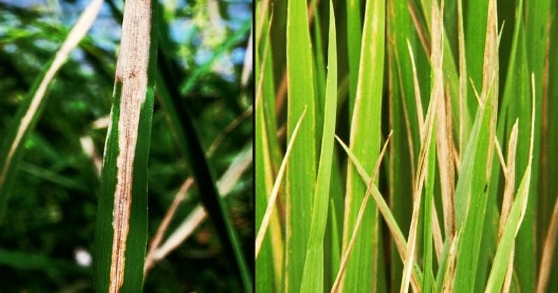 Tổng hợp hình ảnh lúa bị vàng lá dễ áp dụng vào thực tế