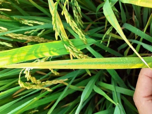 Tìm hiểu cơ chế bệnh vàng lá ở cây lúa qua hình minh họa thực tế