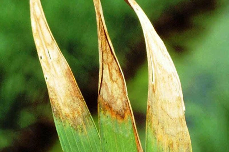 Khám phá dấu hiệu bệnh vàng lá chín sớm lúa qua hình ảnh mẫu