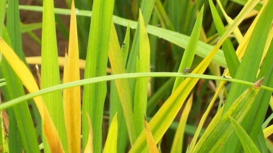 Khám phá hình ảnh ruộng lúa vàng lá dễ nhận dạng trên đồng