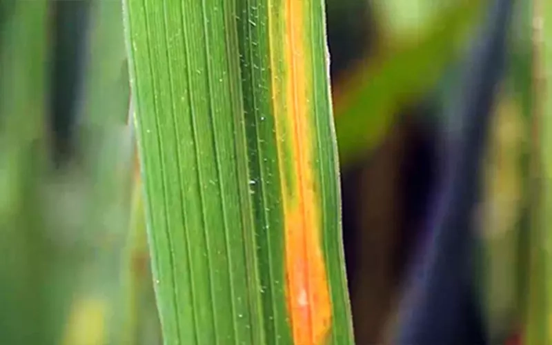 Hiểu rõ các dấu hiệu vàng lá lúa non từ giai đoạn đầu phát triển