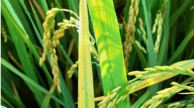Nguyên nhân phổ biến dẫn đến hiện tượng vàng lá lúa cần lưu ý