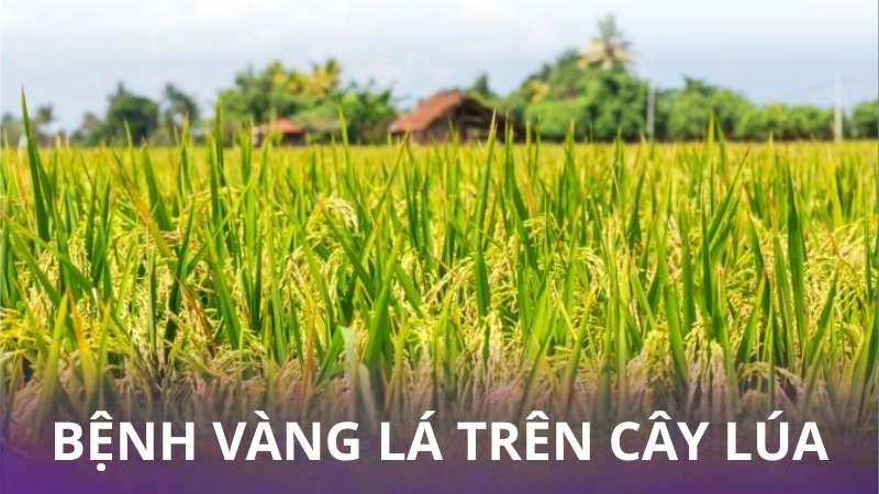 Hình ảnh bệnh vàng lá lúa là như thế nào